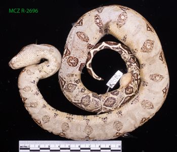 Media type: image;   Herpetology R-2696 Description: Specimen photo;  Aspect: whole body ventral
